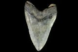 Fossil Megalodon Tooth - South Carolina #92698-1